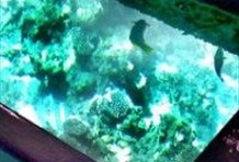 Glass Bottom Boat Cruise